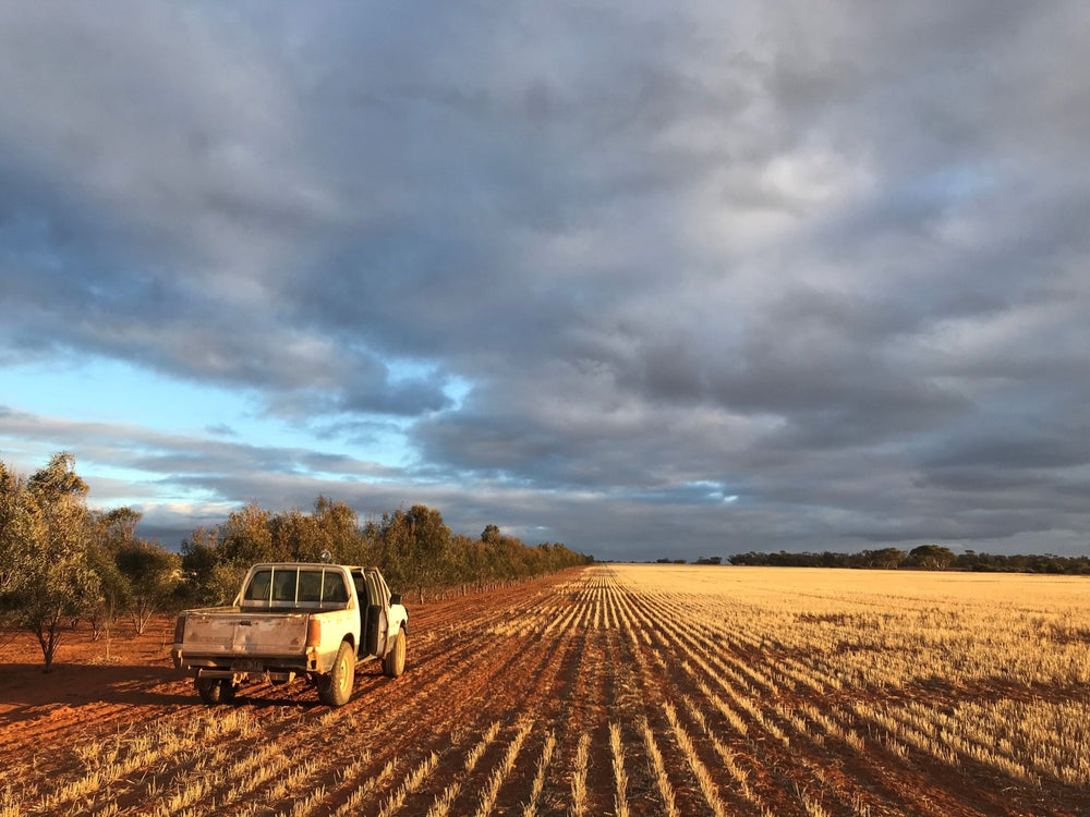 Blue Mallee - Aussie Bush Aromas