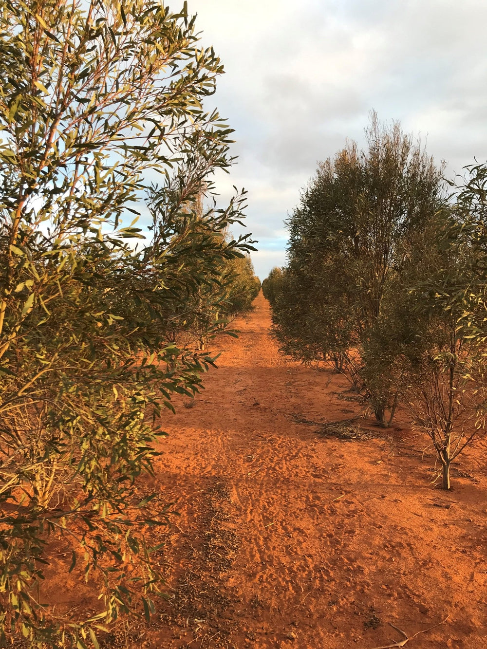 Blue Mallee - Aussie Bush Aromas