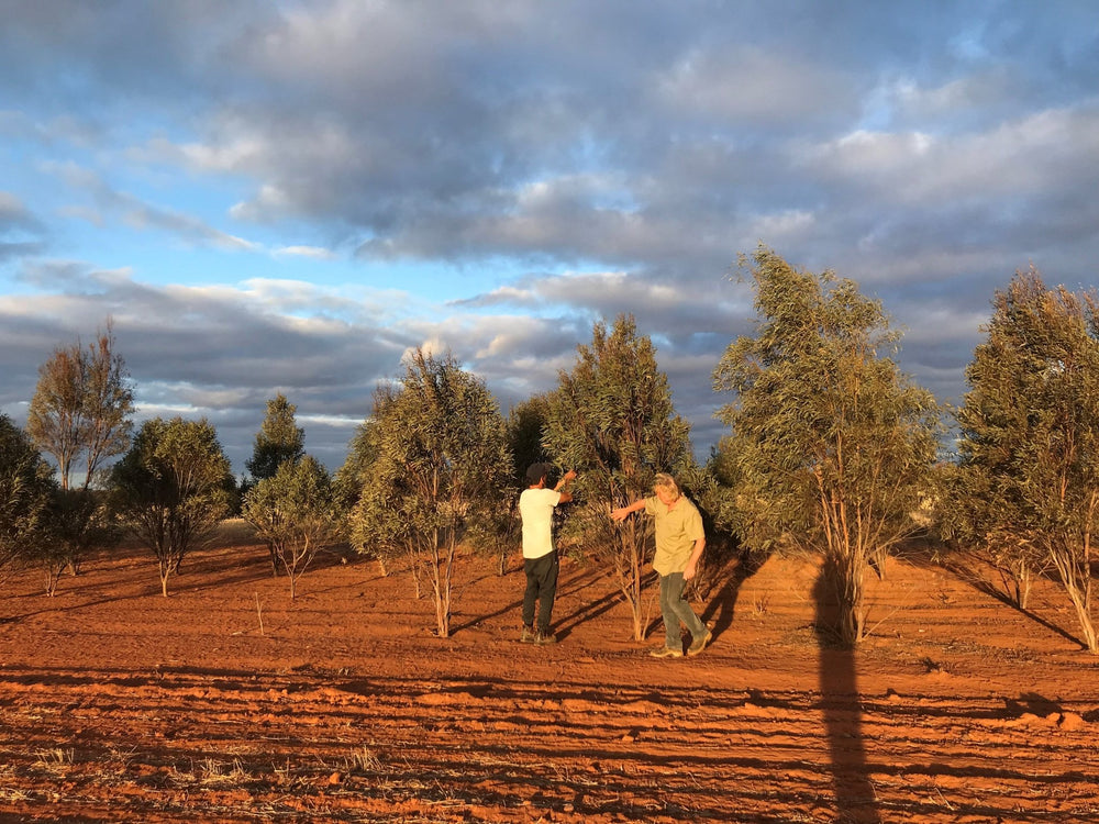 Blue Mallee - Aussie Bush Aromas