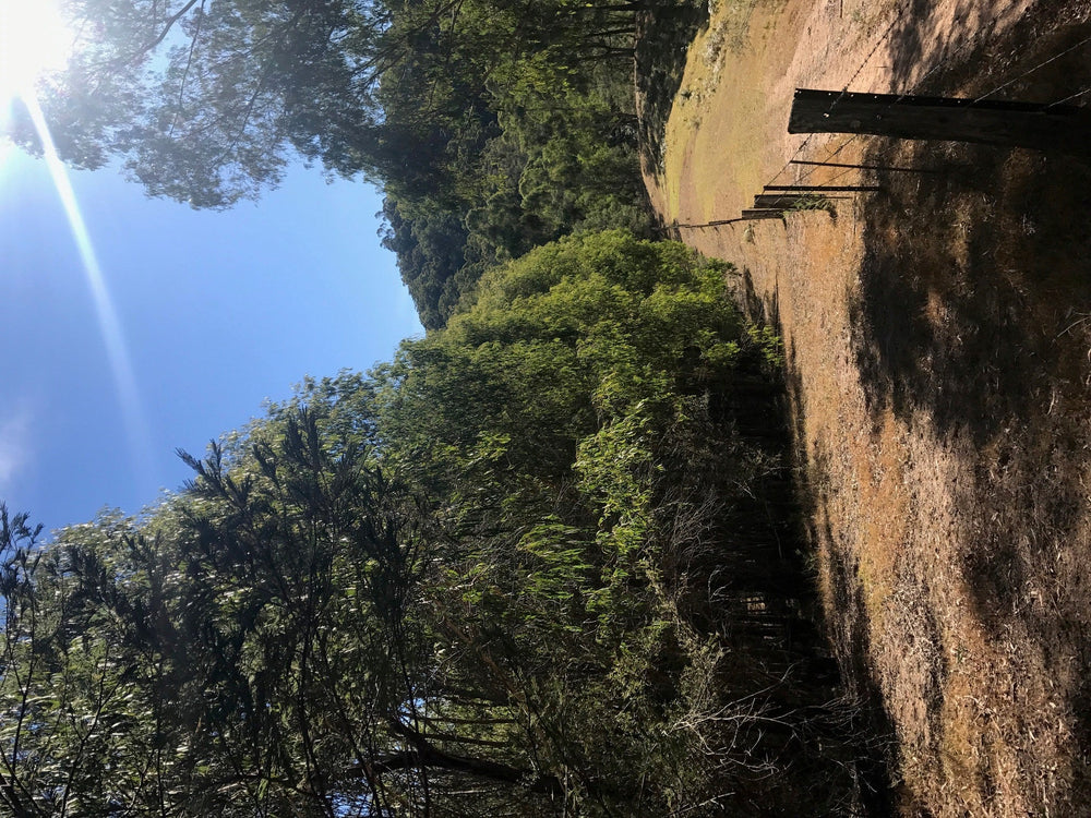 Eucalyptus Australiana - Aussie Bush Aromas