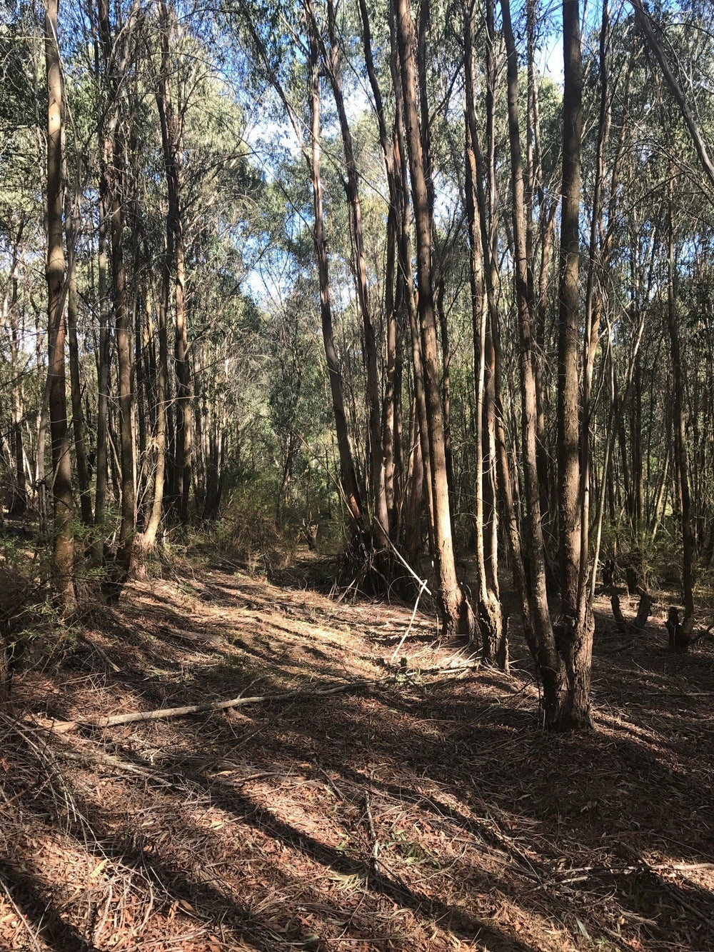 Eucalyptus Australiana - Aussie Bush Aromas