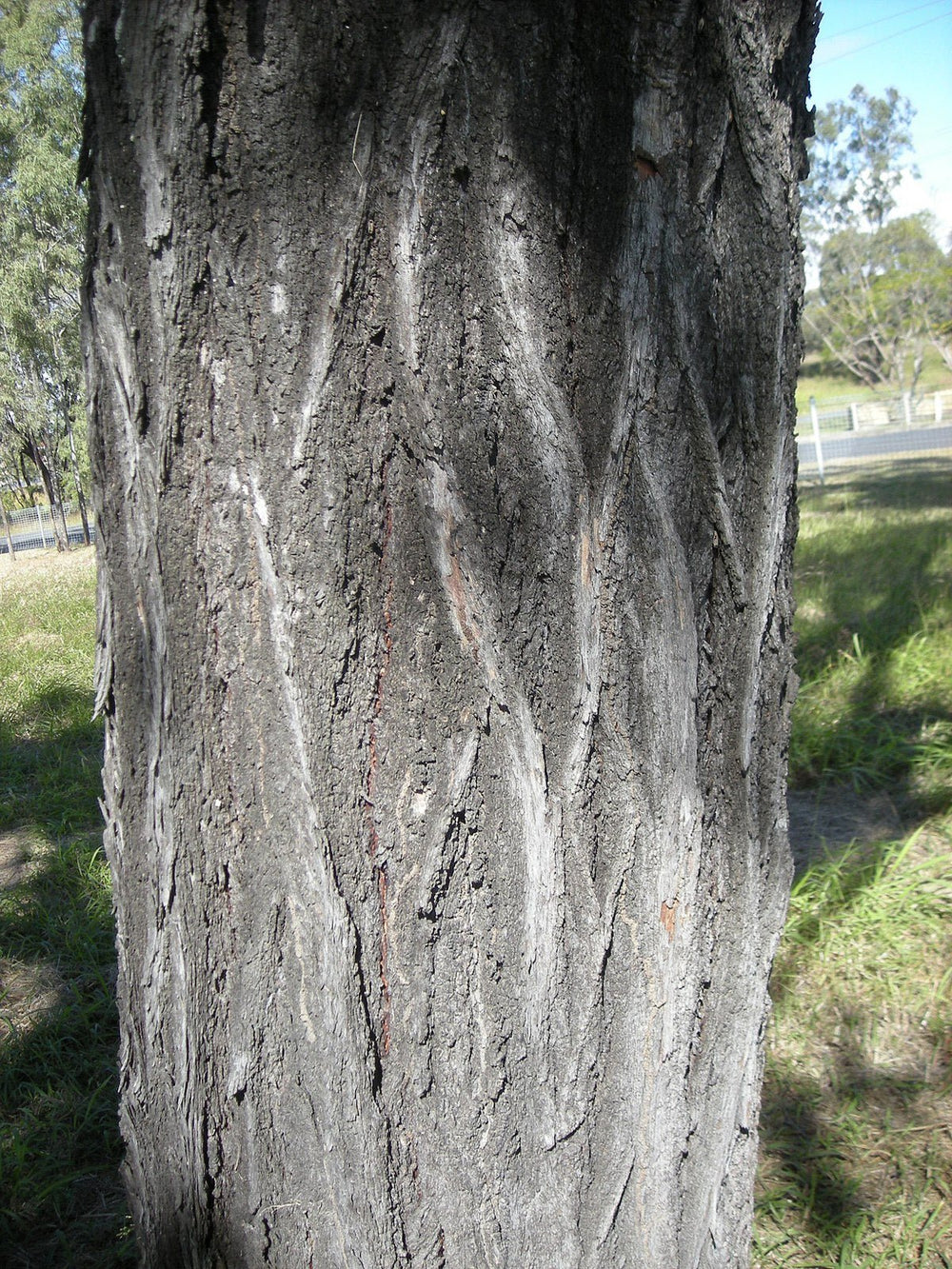 Lemon Ironbark - Aussie Bush Aromas