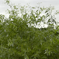 Lemon Ironbark - Aussie Bush Aromas