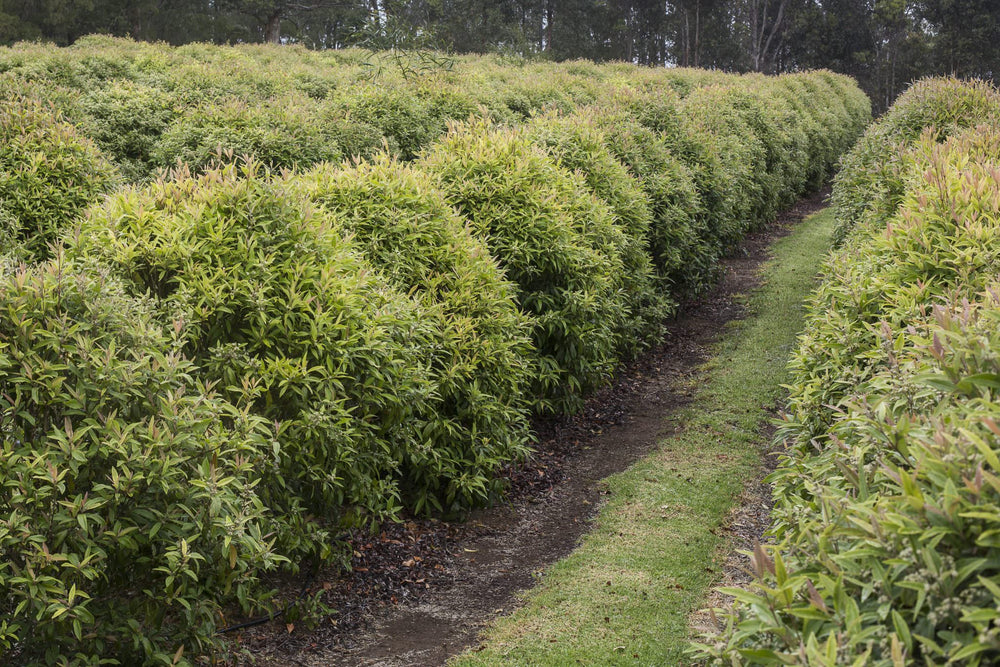 Lemon Myrtle - Aussie Bush Aromas