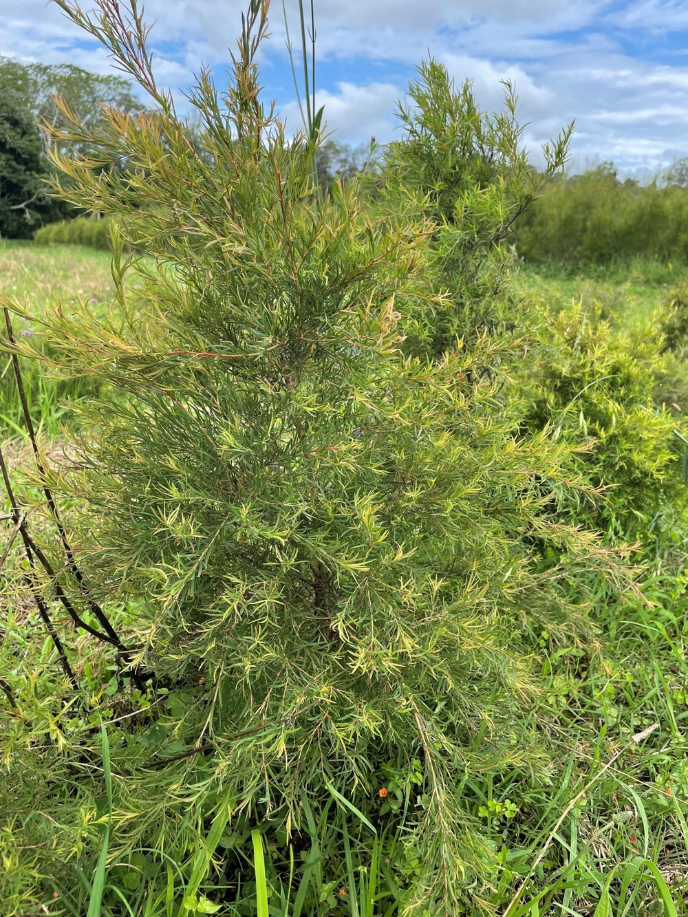 Lemon Tea Tree - Aussie Bush Aromas