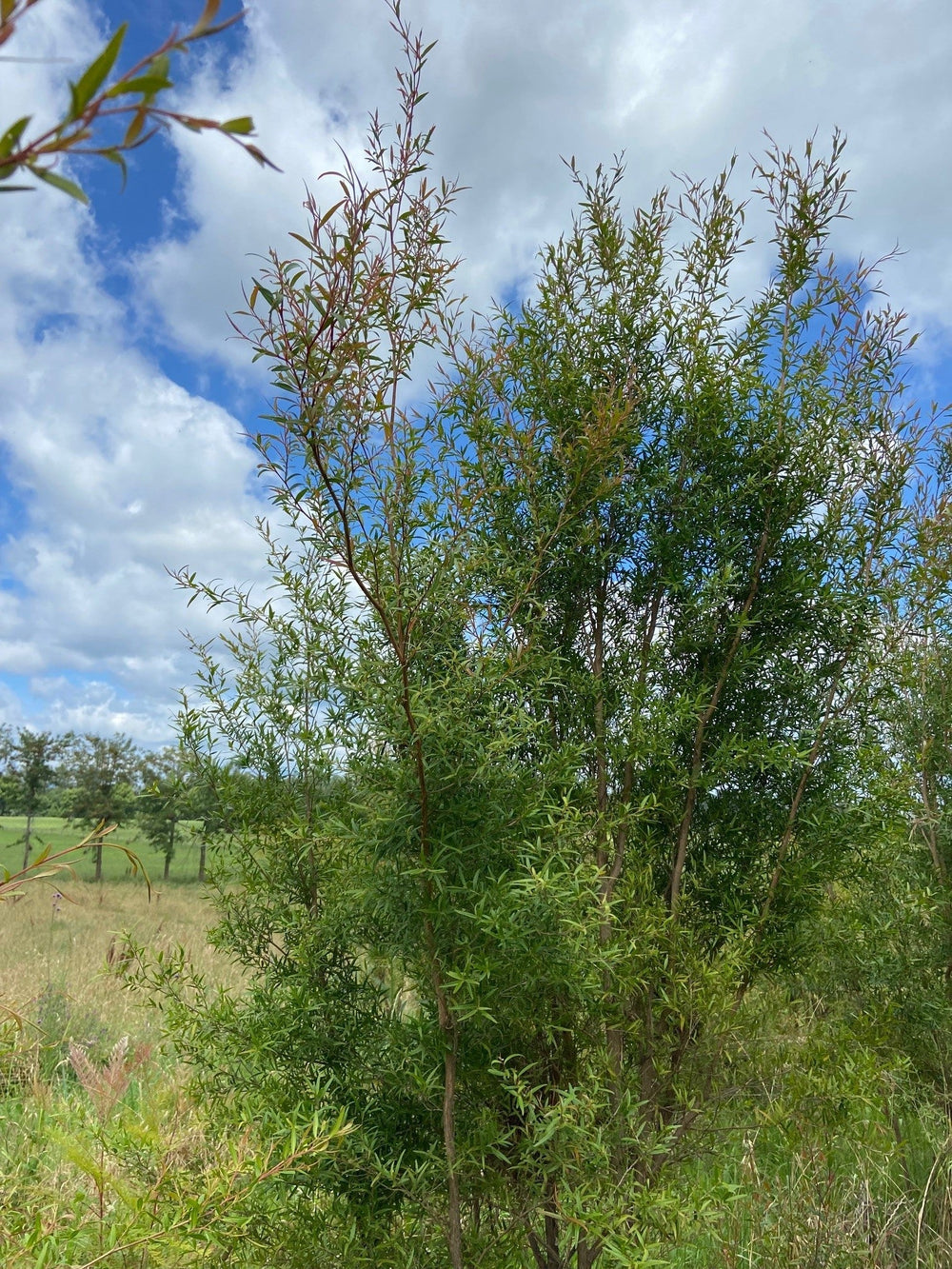 Lemon Tea Tree - Aussie Bush Aromas