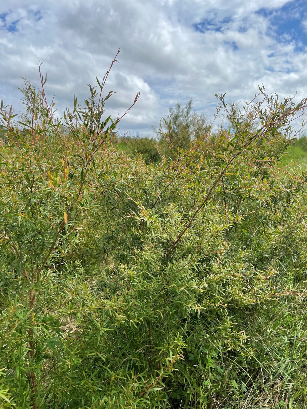 Tea Tree - Aussie Bush Aromas