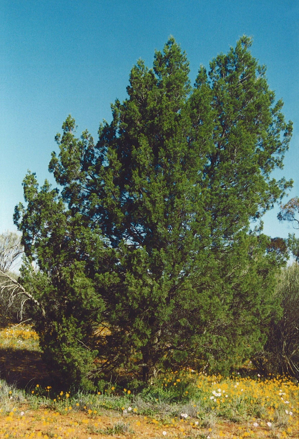 White Cypress Leaf - Aussie Bush Aromas